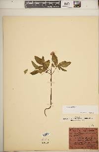 Panax trifolius image