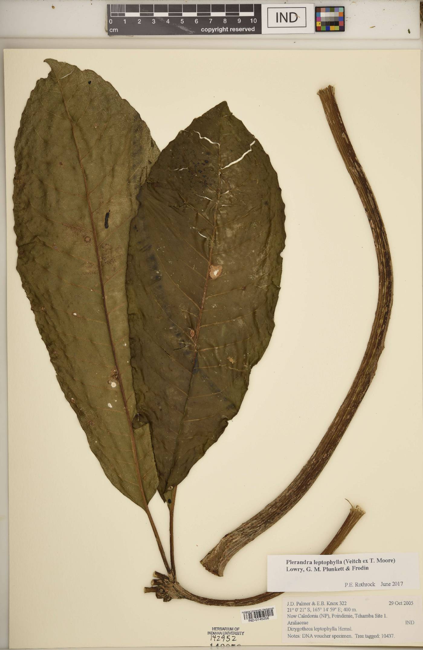 Plerandra leptophylla image