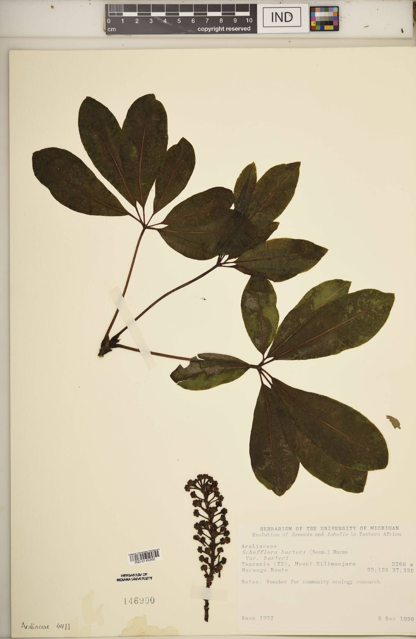 Schefflera barteri var. barteri image