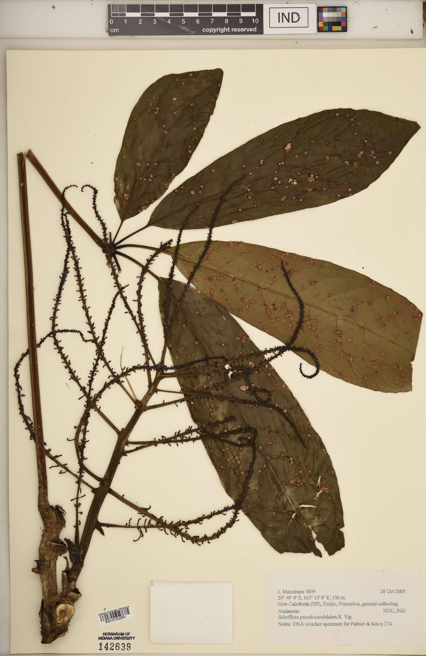 Schefflera pseudocandelabrum image