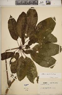 Schefflera sciodaphyllum image