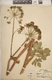 Angelica atropurpurea image