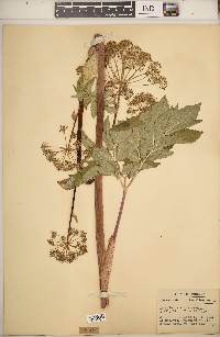 Angelica atropurpurea image