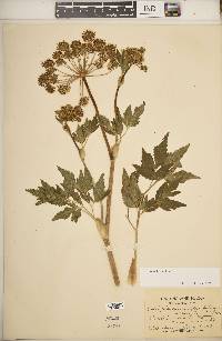 Angelica lucida image