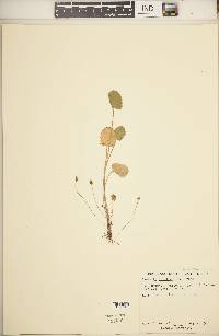 Centella asiatica image