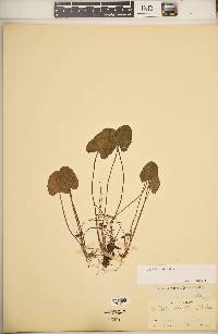 Centella asiatica image