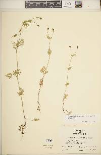 Chaerophyllum procumbens image