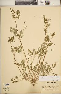 Chaerophyllum procumbens image