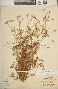 Chaerophyllum procumbens image