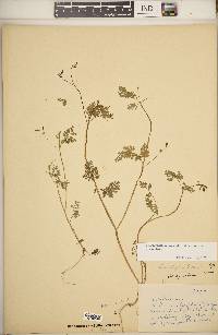 Chaerophyllum procumbens var. procumbens image
