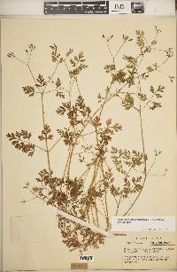 Chaerophyllum procumbens image