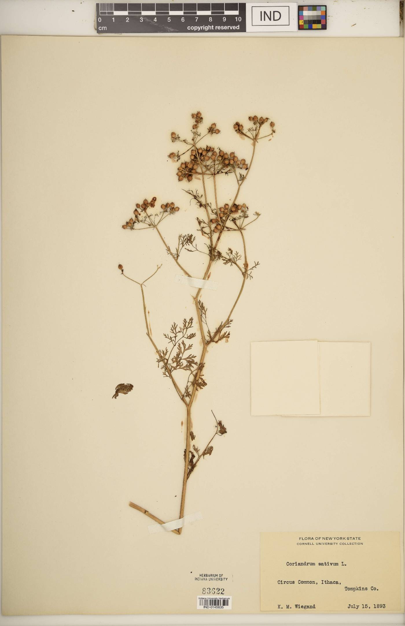 Coriandrum sativum image
