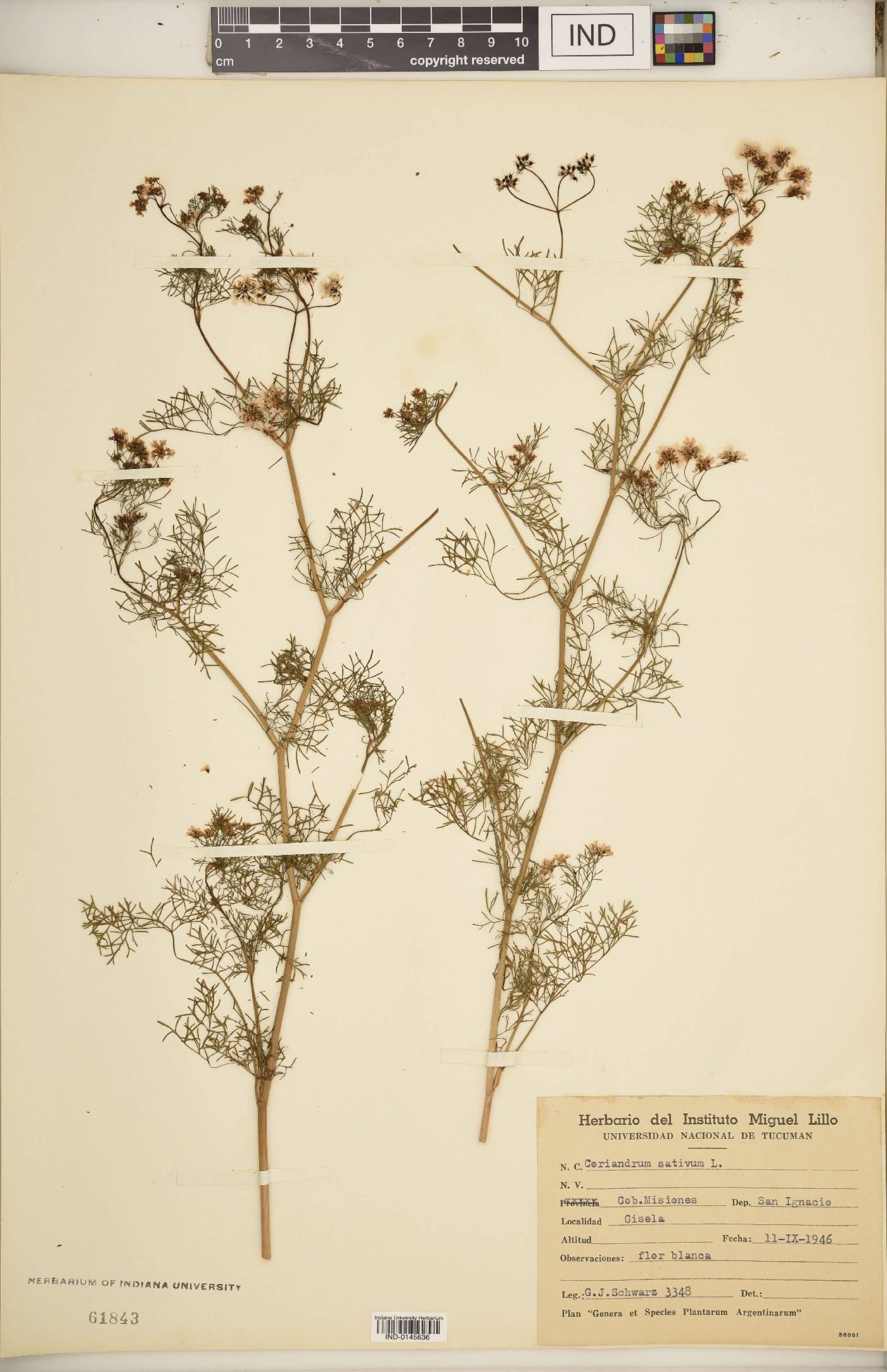 Coriandrum sativum image