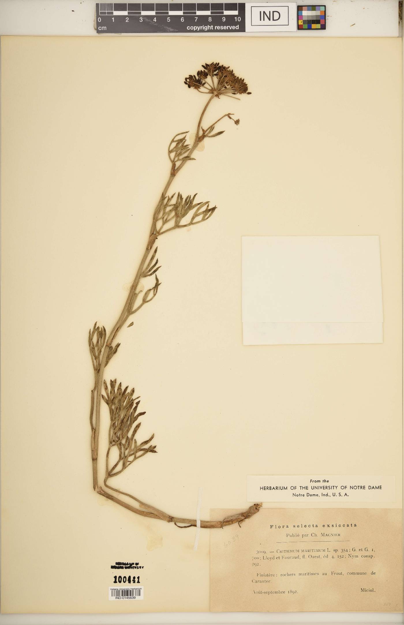 Crithmum image