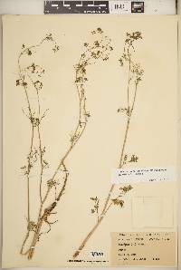 Cyclospermum leptophyllum image