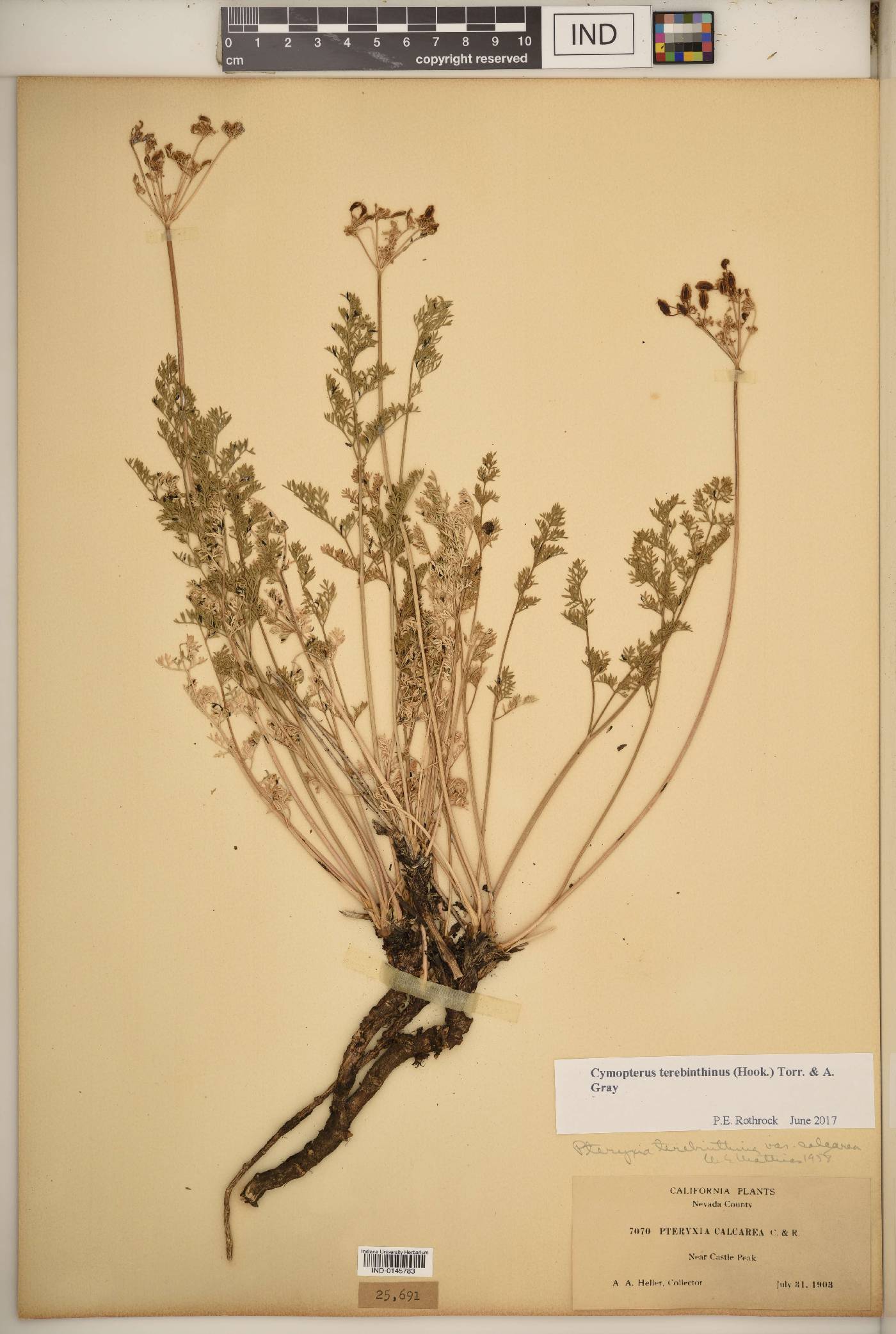 Pteryxia terebinthina image