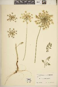 Daucus montanus image