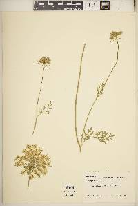 Daucus montanus image