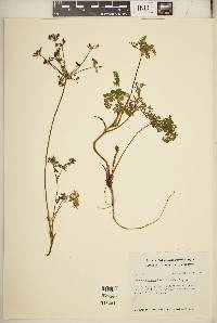 Daucus montanus image