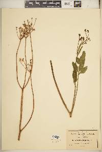 Rhodosciadium purpureum image