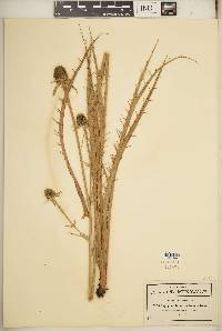 Eryngium monocephalum image