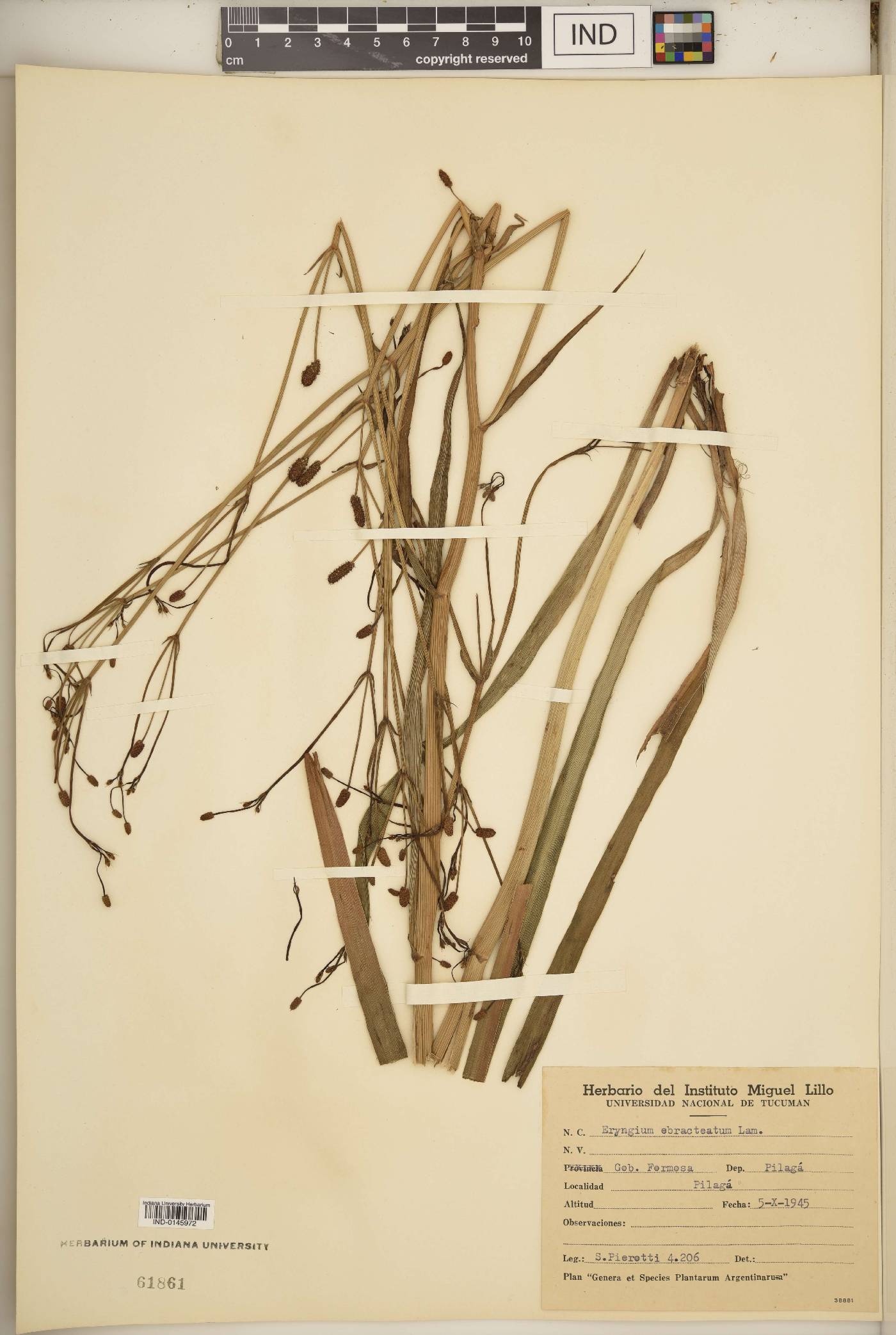 Eryngium ebracteatum image