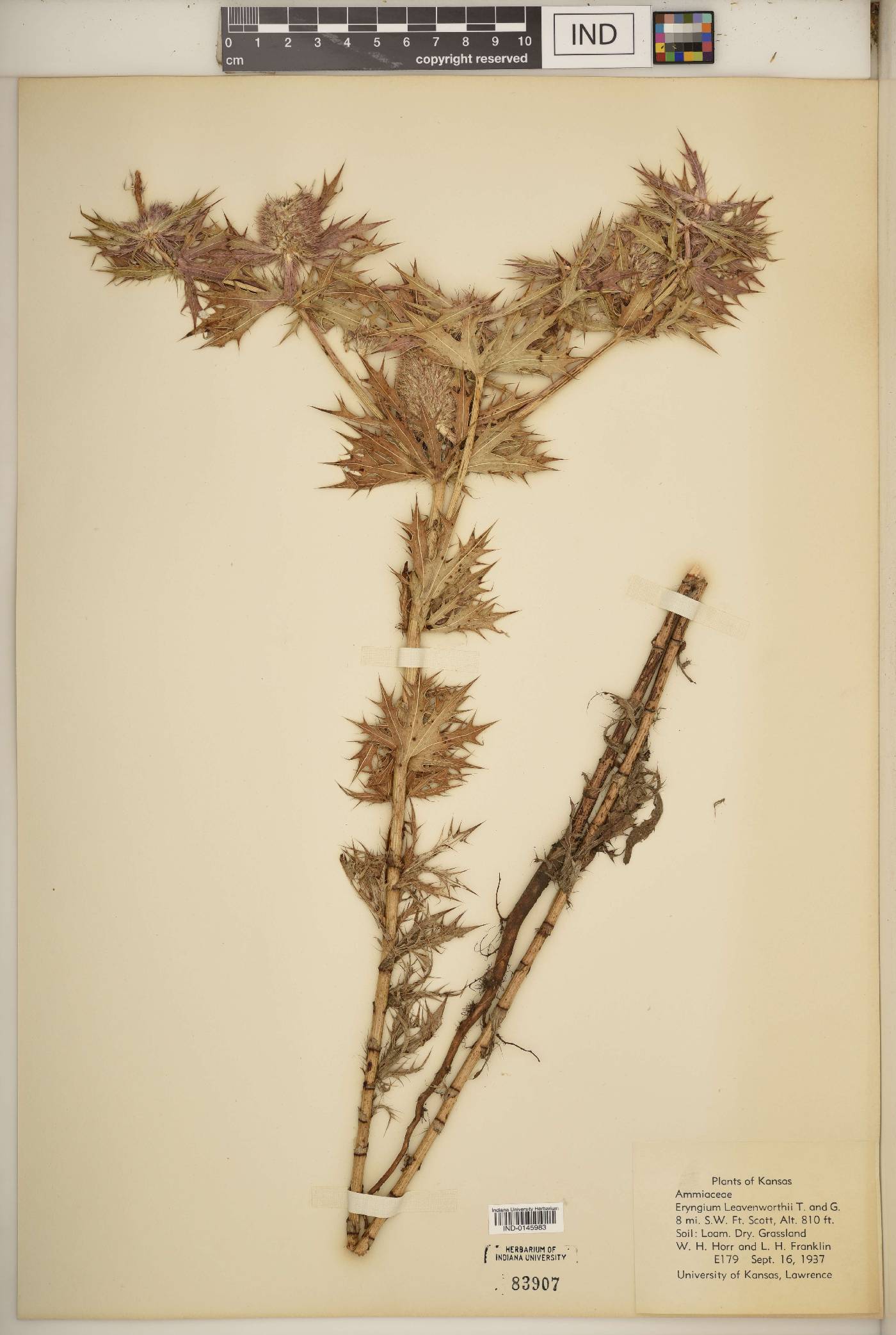 Eryngium leavenworthii image