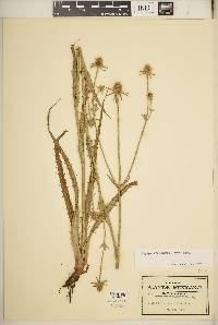 Eryngium pectinatum image