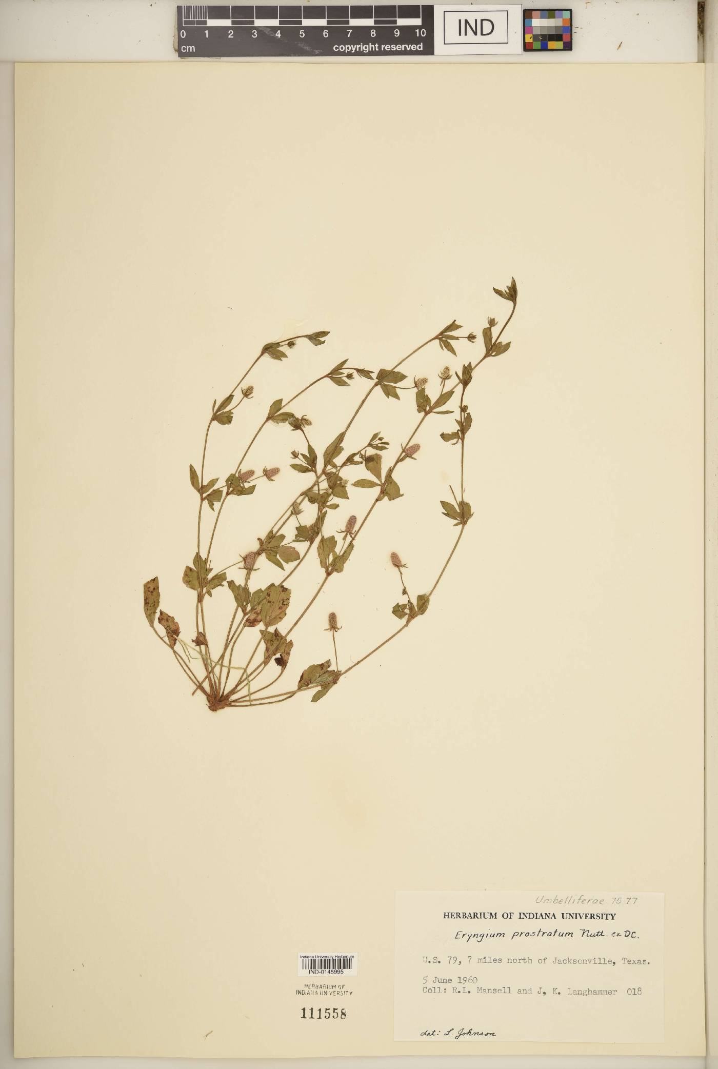Eryngium prostratum image