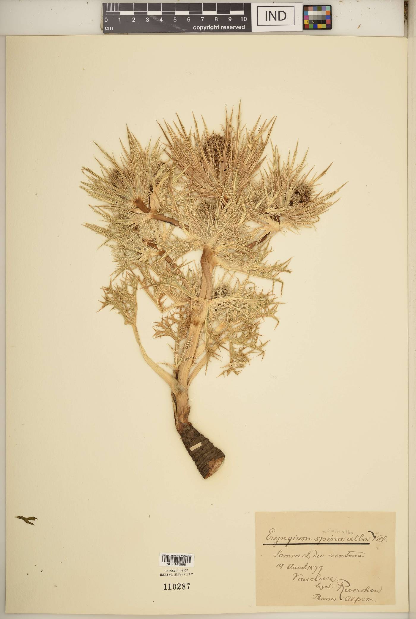Eryngium spinalba image