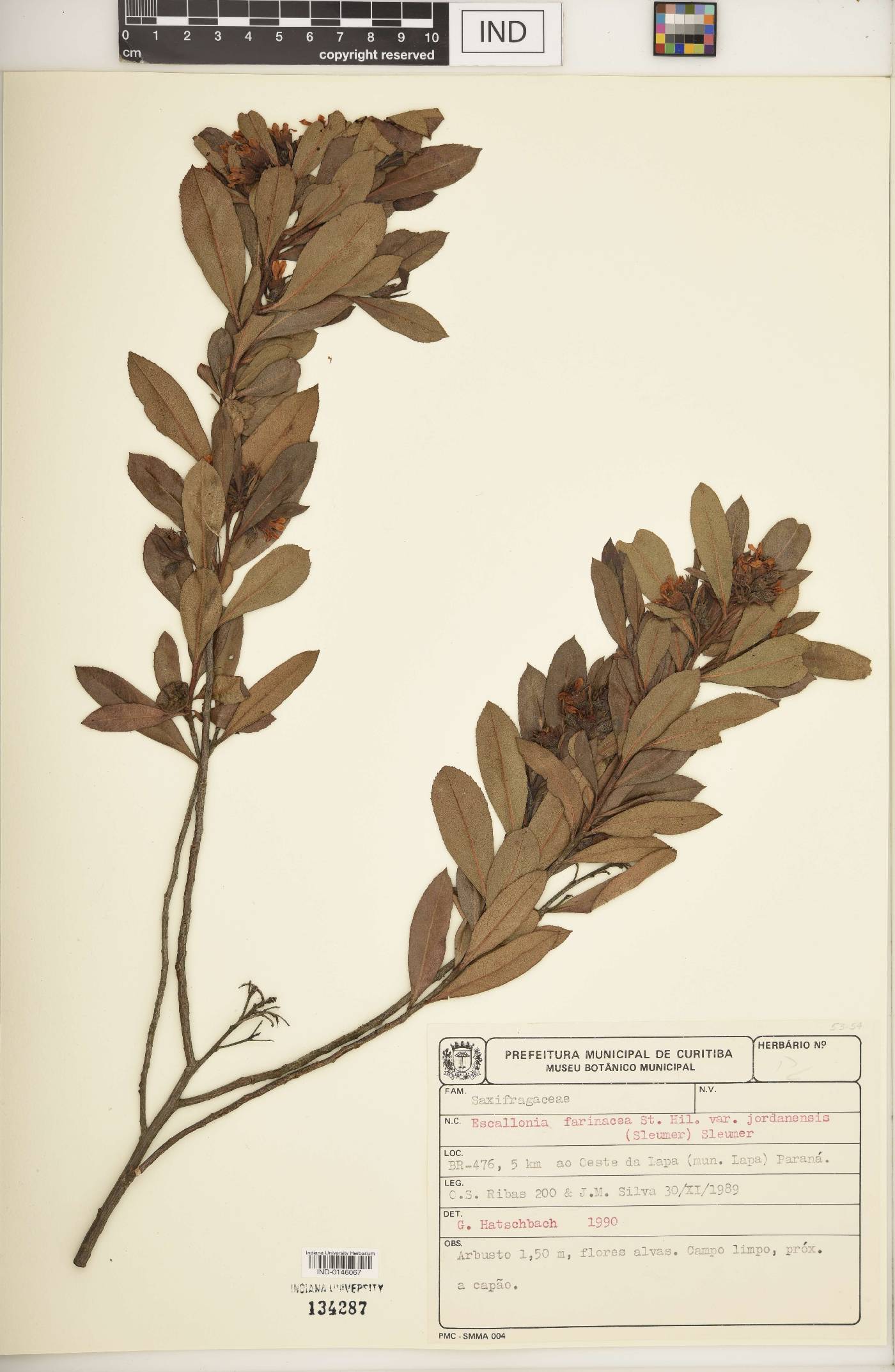 Escallonia farinacea image