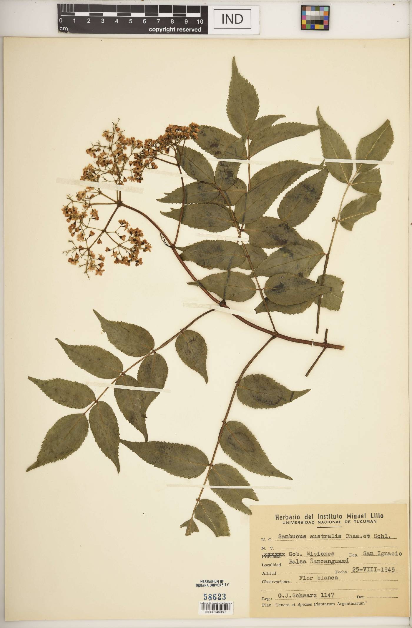 Sambucus australis image