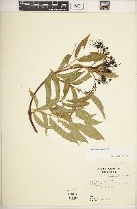 Sambucus cerulea image