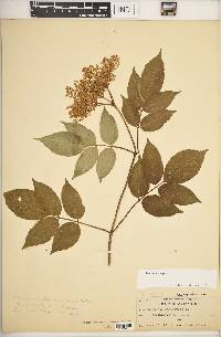 Sambucus nigra image