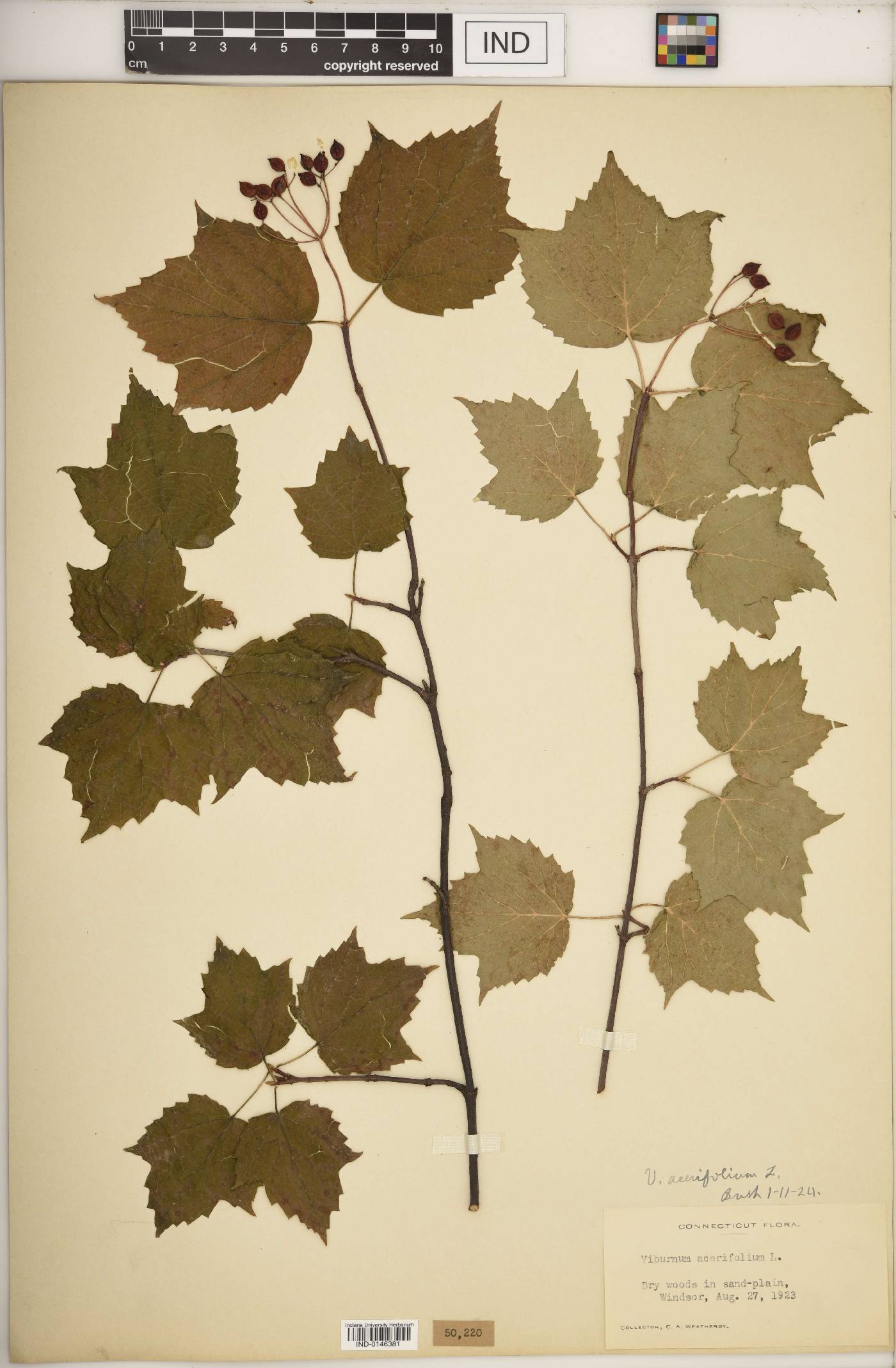 Viburnum acerifolium var. glabrescens image
