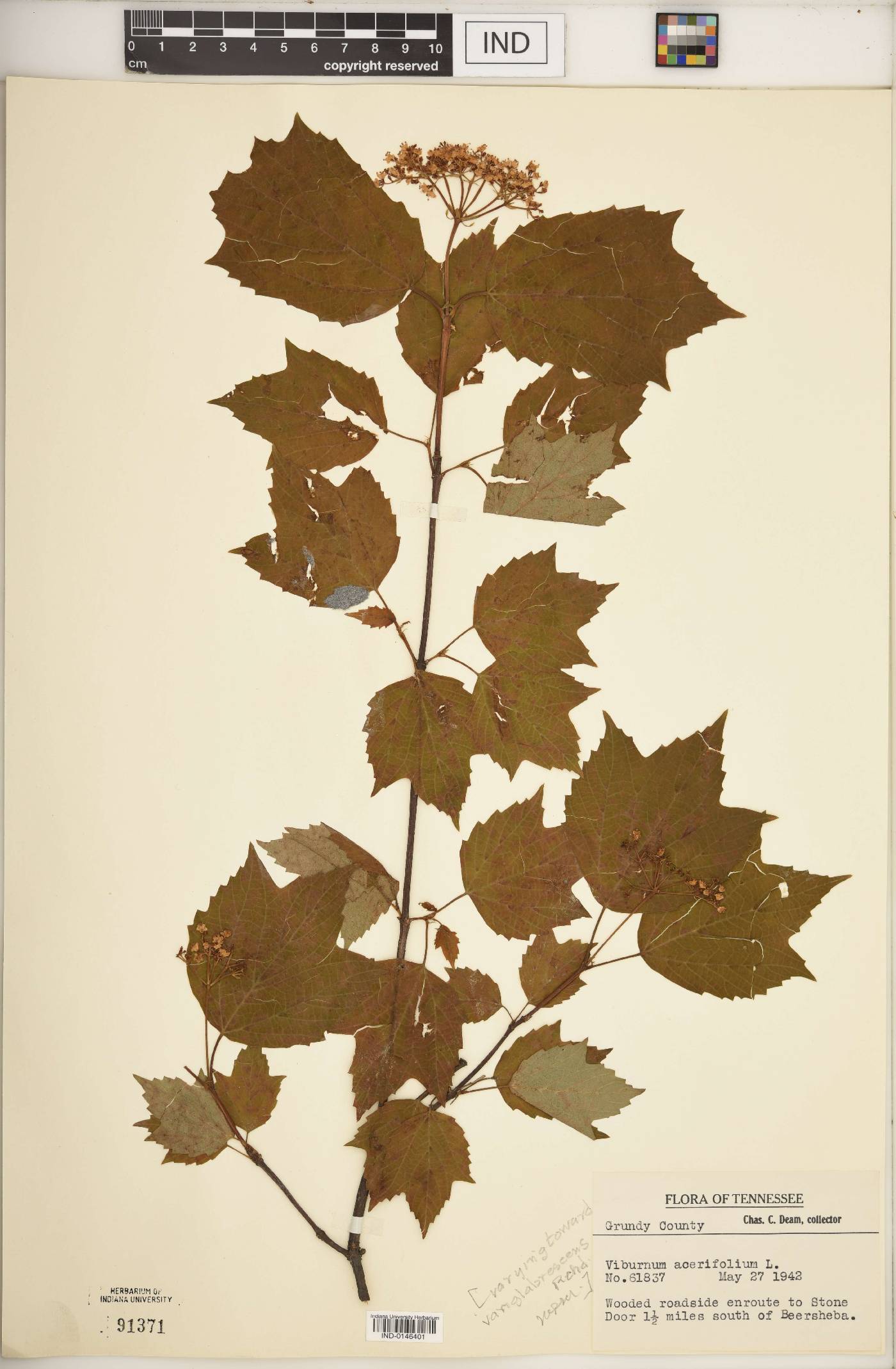 Viburnum acerifolium var. glabrescens image