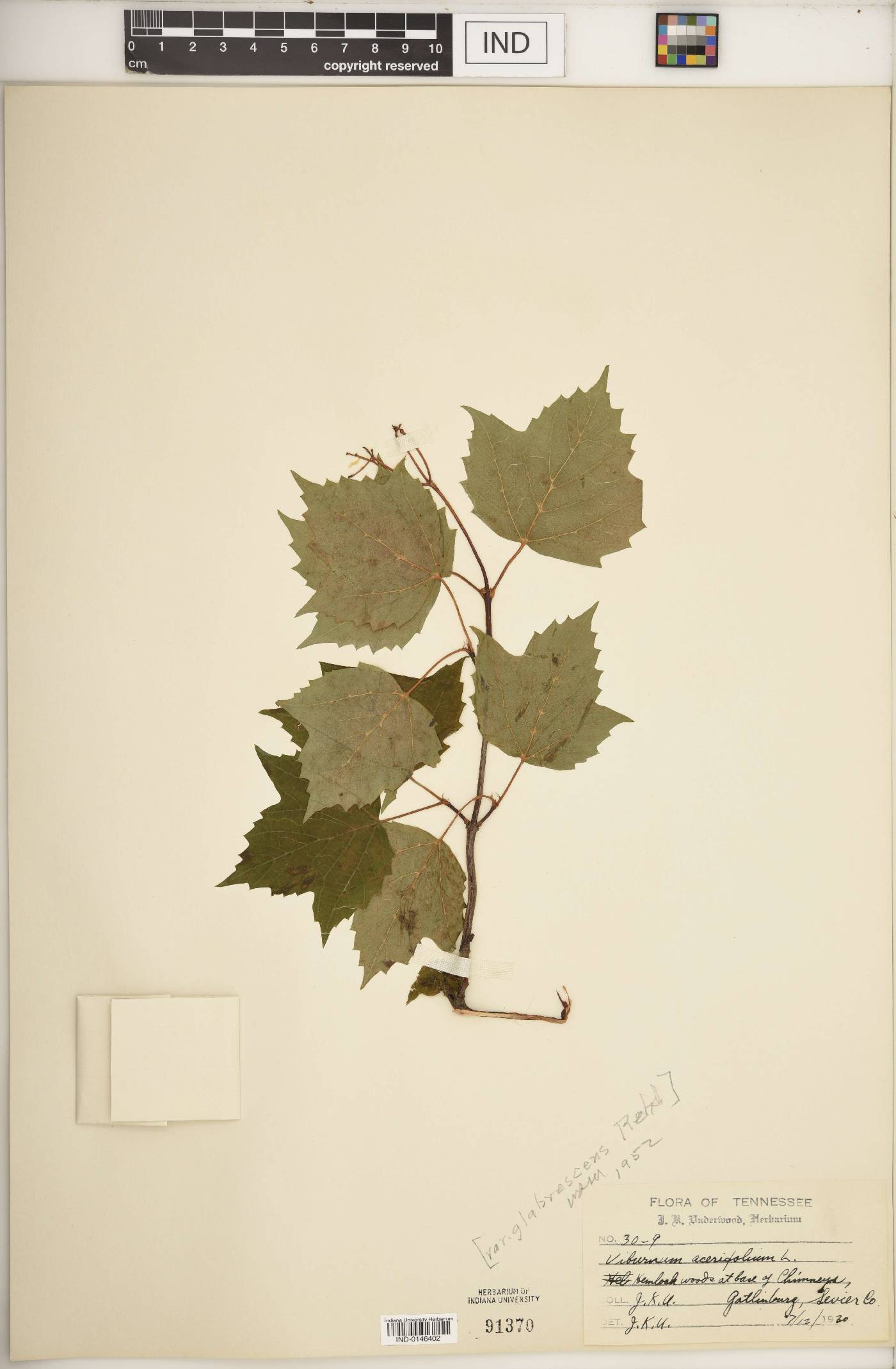 Viburnum acerifolium var. glabrescens image