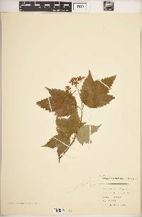 Viburnum acerifolium var. glabrescens image