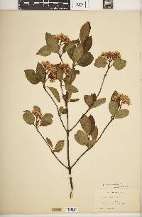Viburnum cassinoides image