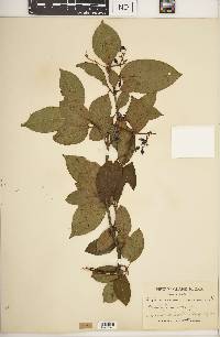 Viburnum cassinoides image