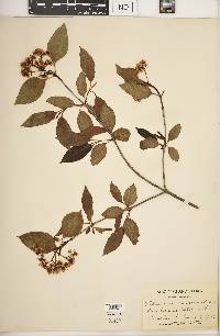 Viburnum cassinoides image