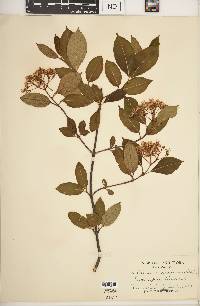 Viburnum cassinoides image