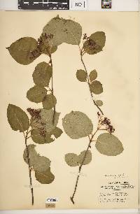 Viburnum cassinoides image