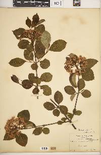 Viburnum cassinoides image