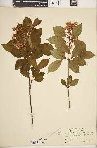 Viburnum cassinoides image