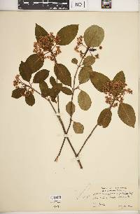 Viburnum cassinoides image