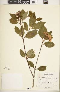 Viburnum cassinoides image