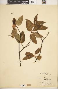 Viburnum cassinoides image