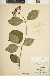 Viburnum dentatum var. dentatum image