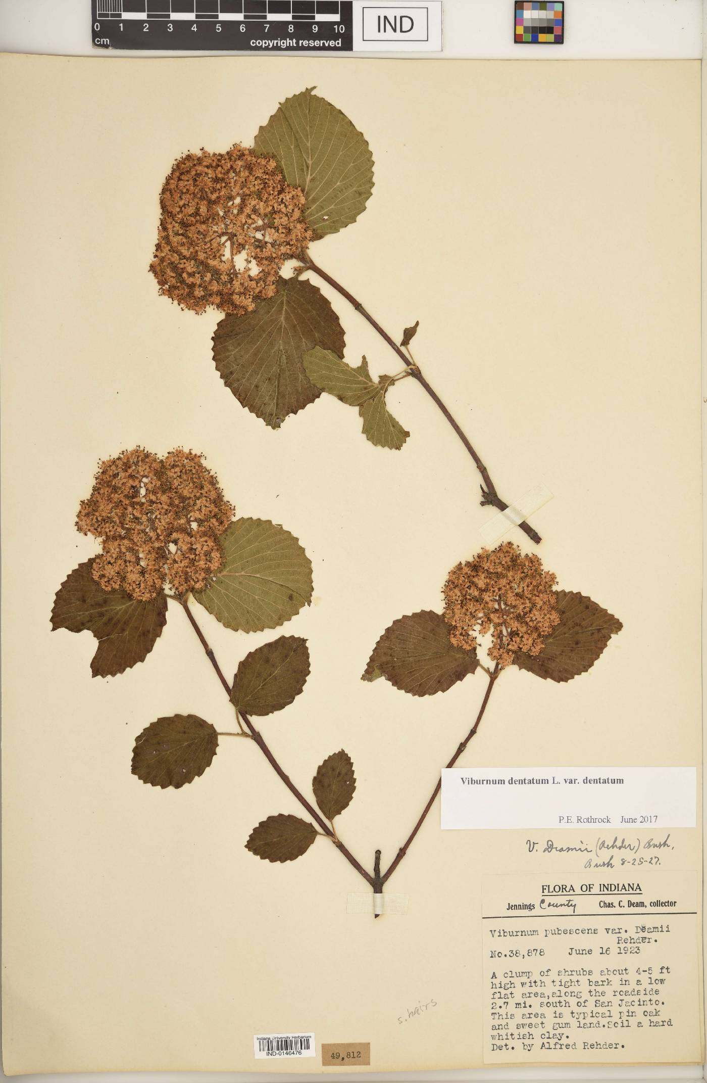 Viburnum dentatum var. dentatum image